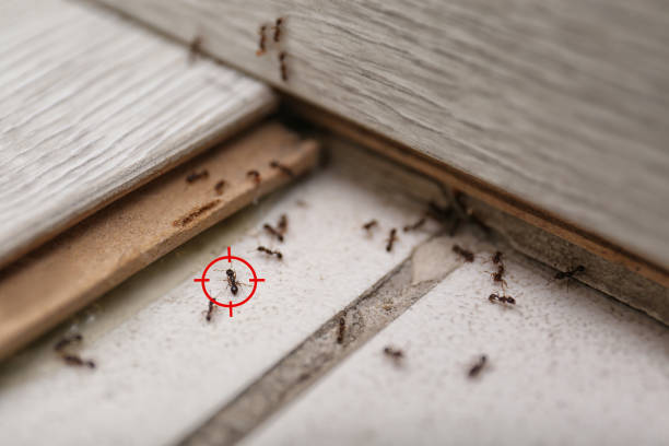 Best Affordable Pest Control Services  in Camden, SC